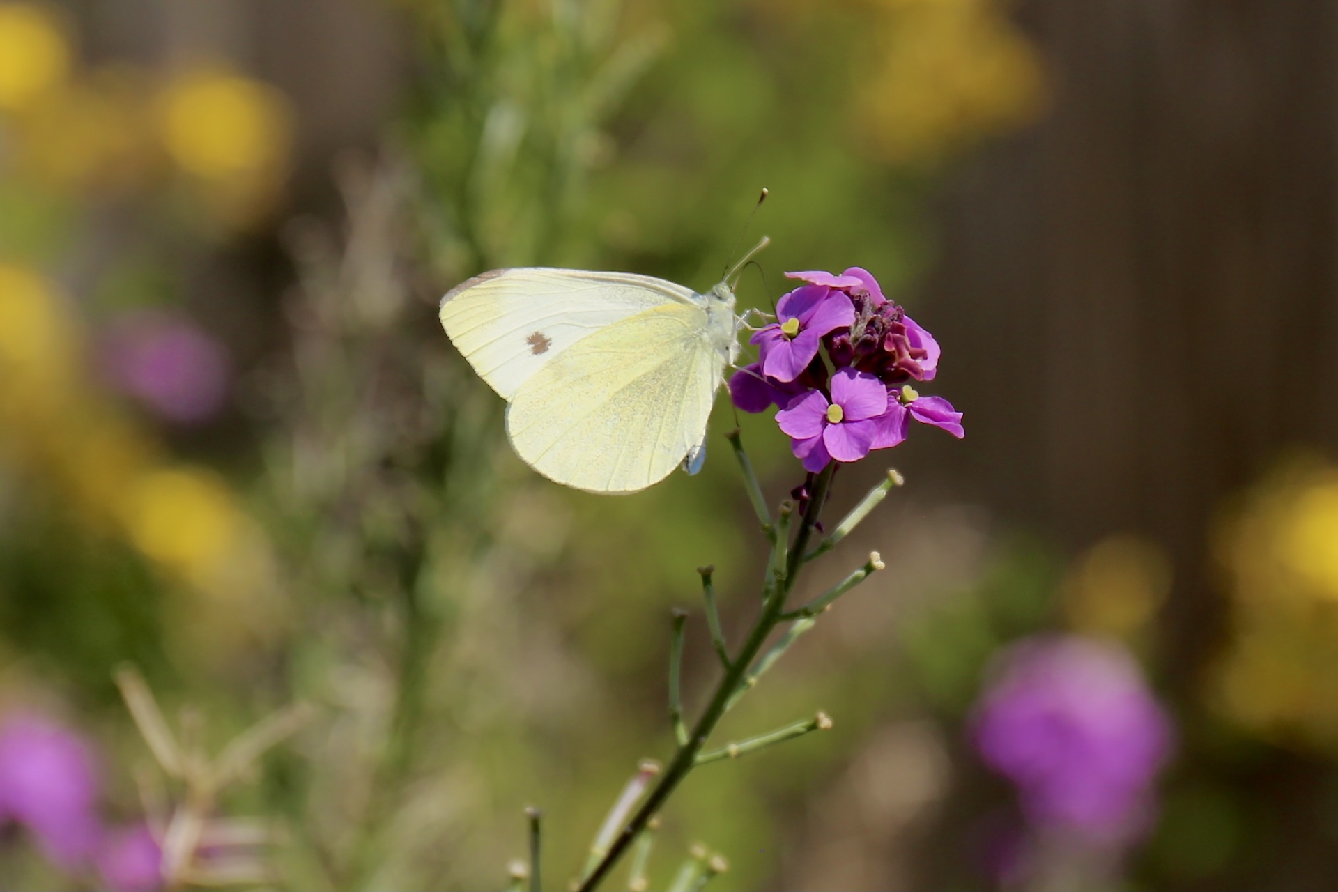 A Cabbage White butterfly rests on a flower. Photo credit: Dr. Michelle Tseng
